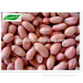 24/28 Peanut kernels(long type)
